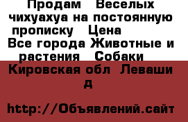 Продам.  Веселых чихуахуа на постоянную прописку › Цена ­ 8 000 - Все города Животные и растения » Собаки   . Кировская обл.,Леваши д.